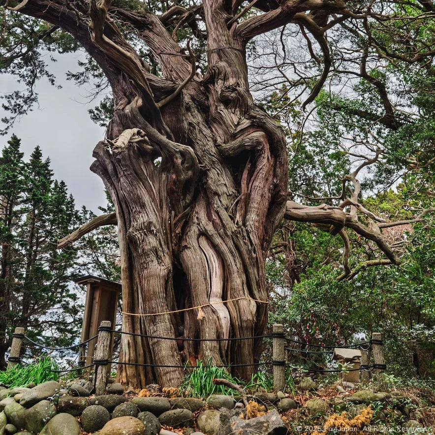 Revered Grove of Divine Junipers at Cape Osezaki・大瀬崎の